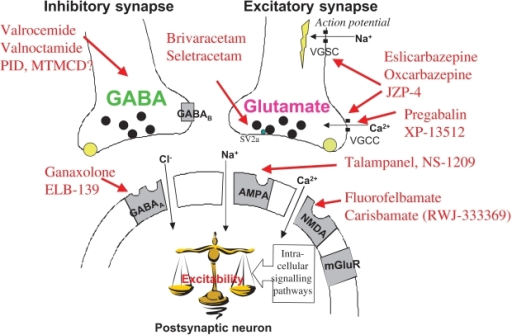 Mechanism of gabapentin action
